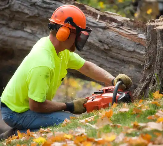 tree services Barbourmeade